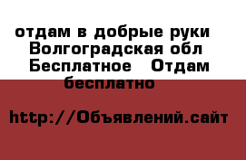 отдам в добрые руки - Волгоградская обл. Бесплатное » Отдам бесплатно   